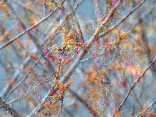 rosegreengoldbranches