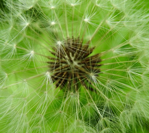 dandelion