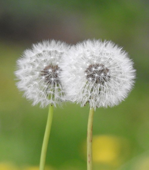 dandelion2