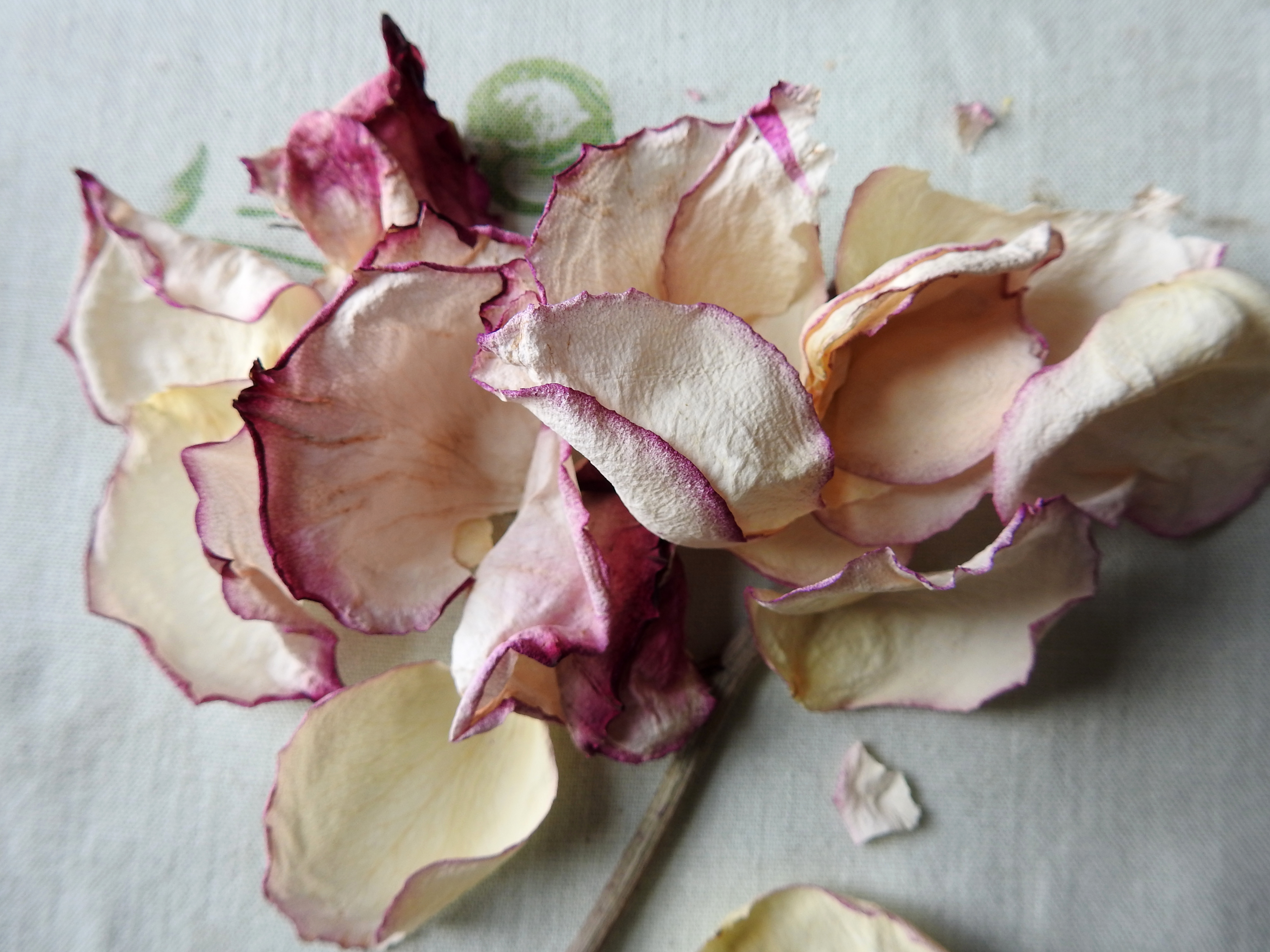 roseontablecloth