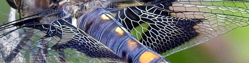 dragonflycloseup