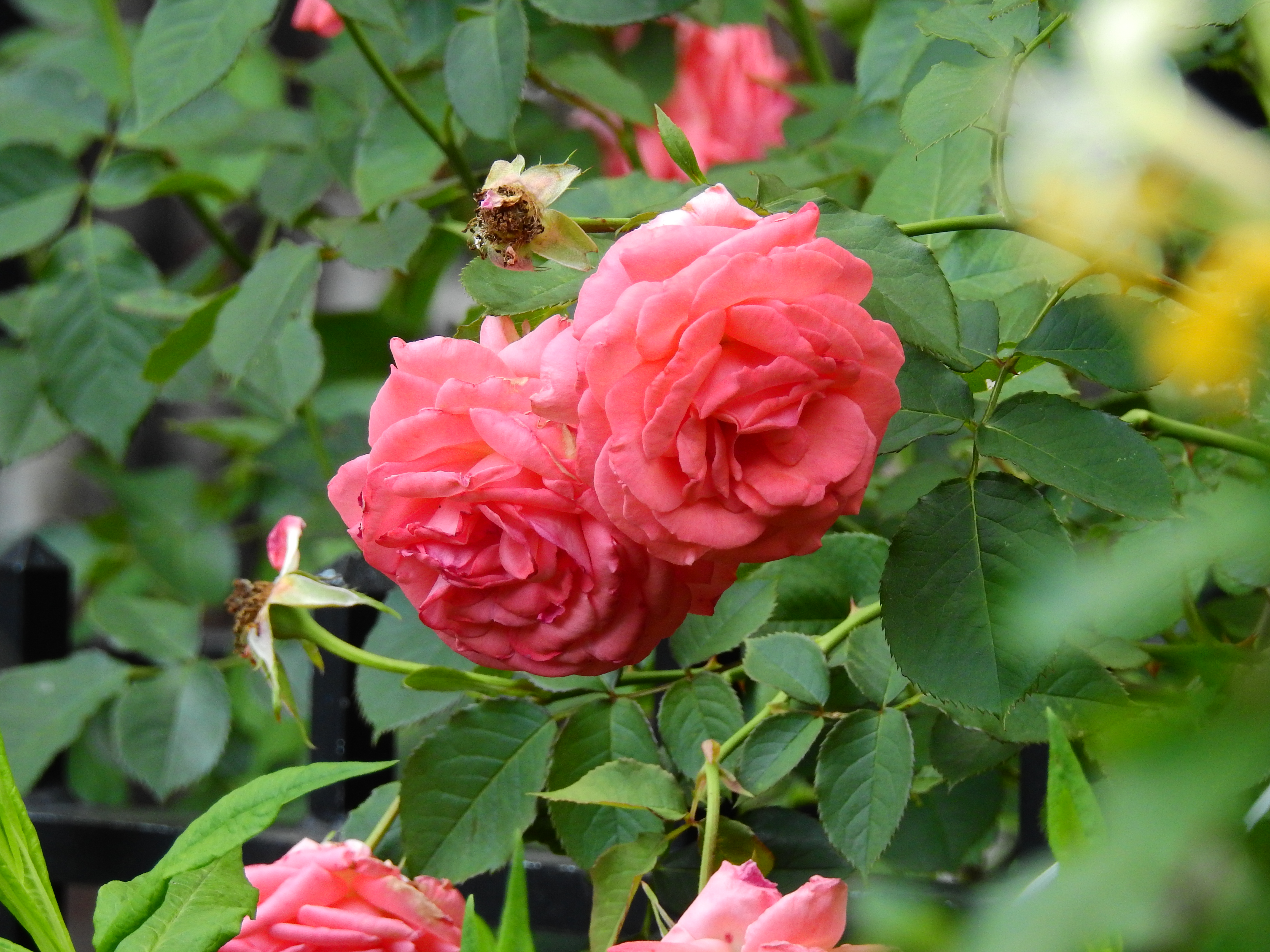 DSCN5044.JPG