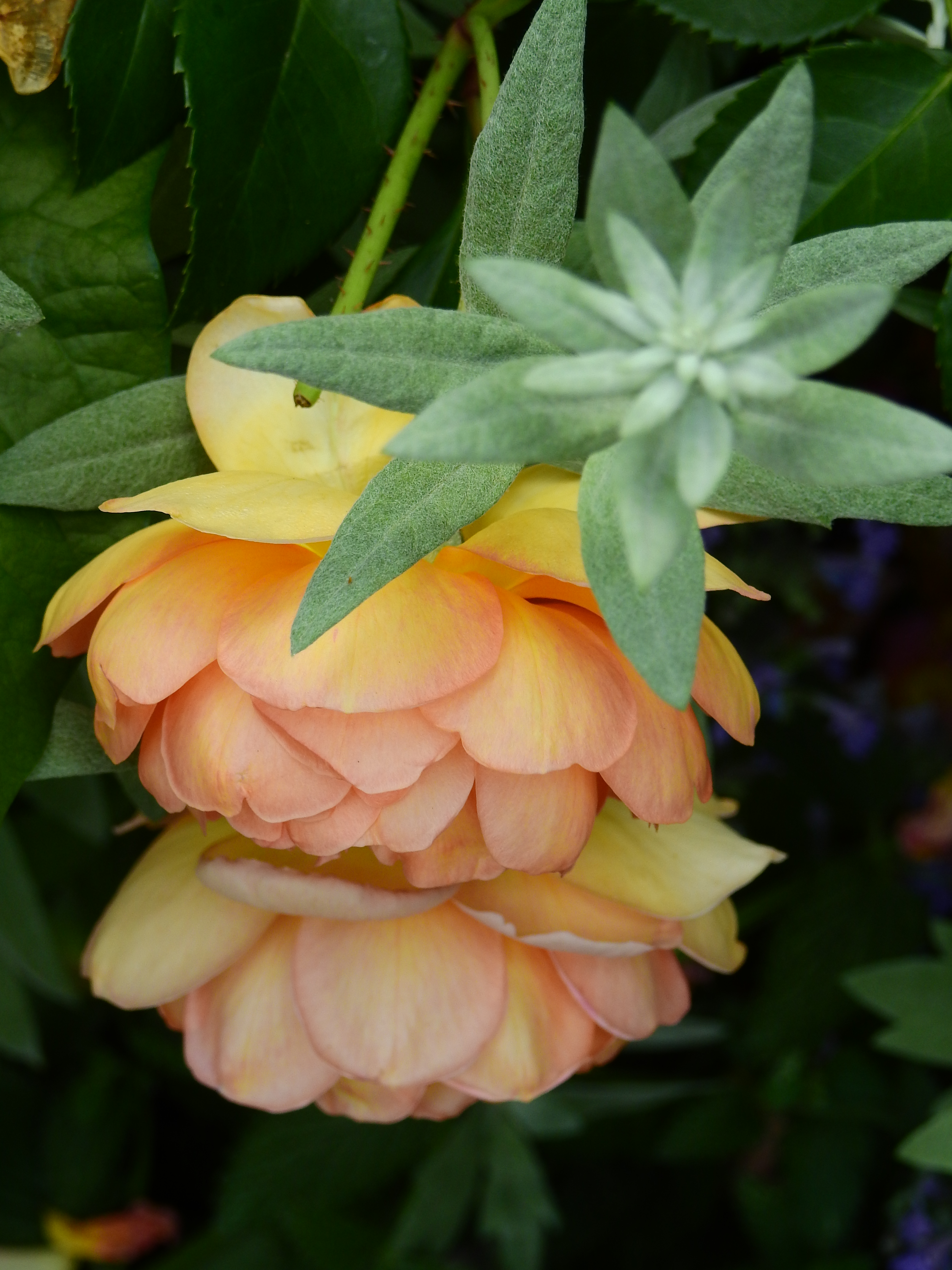DSCN5080.JPG