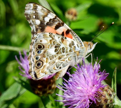 butterflythistle