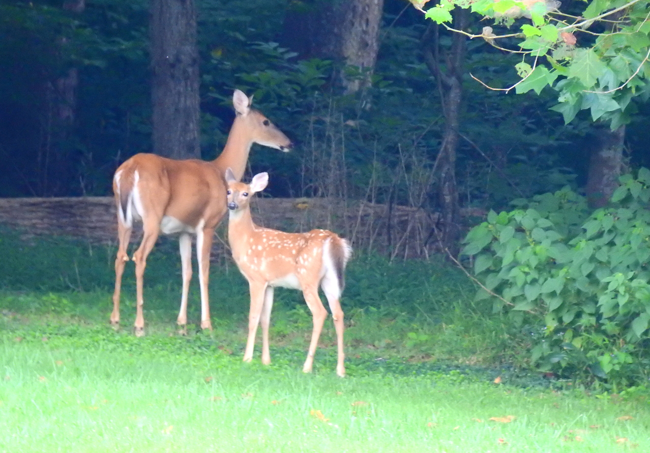 deertwo