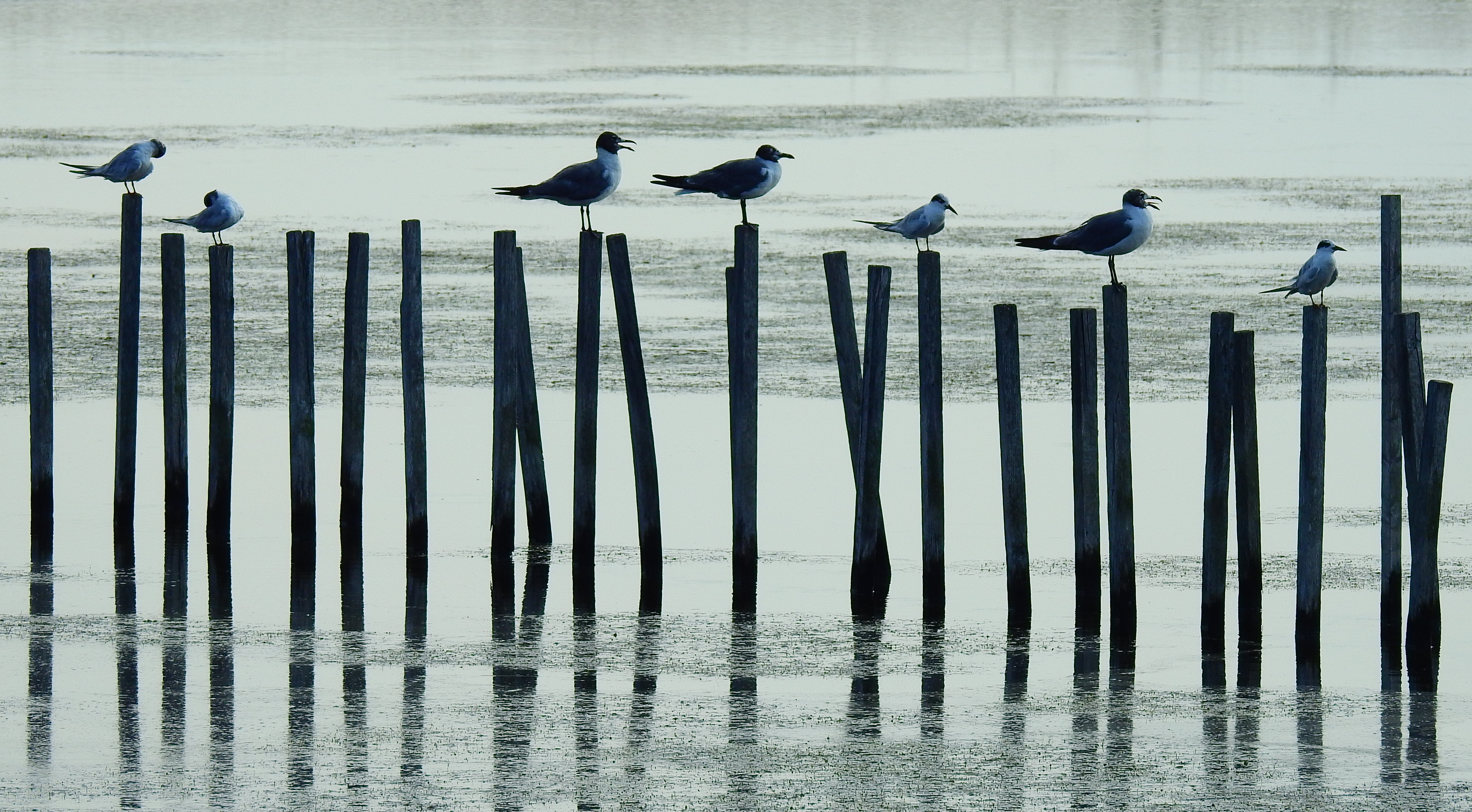 shorebirds