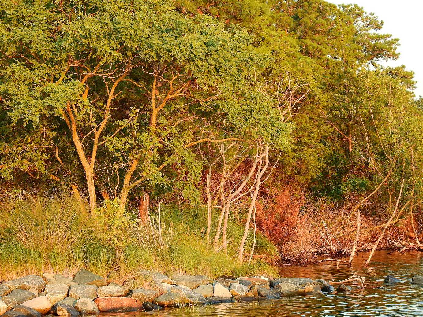 shoreimage