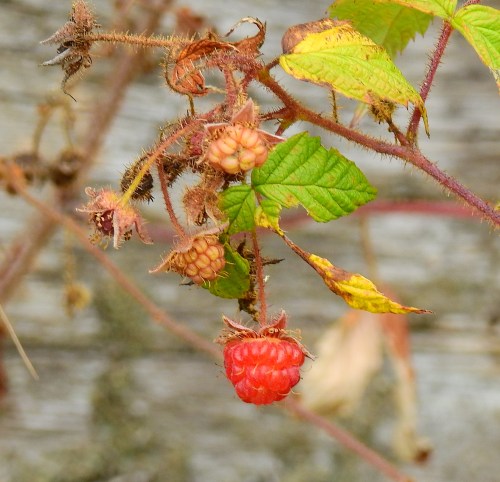 maineraspberrysingle