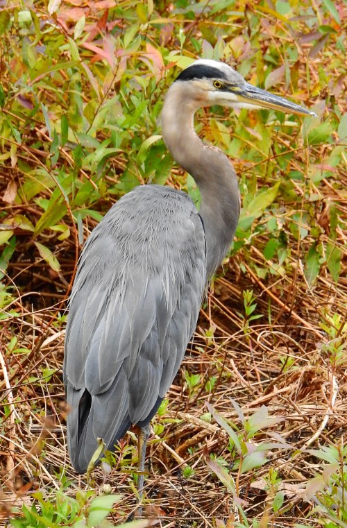 heron