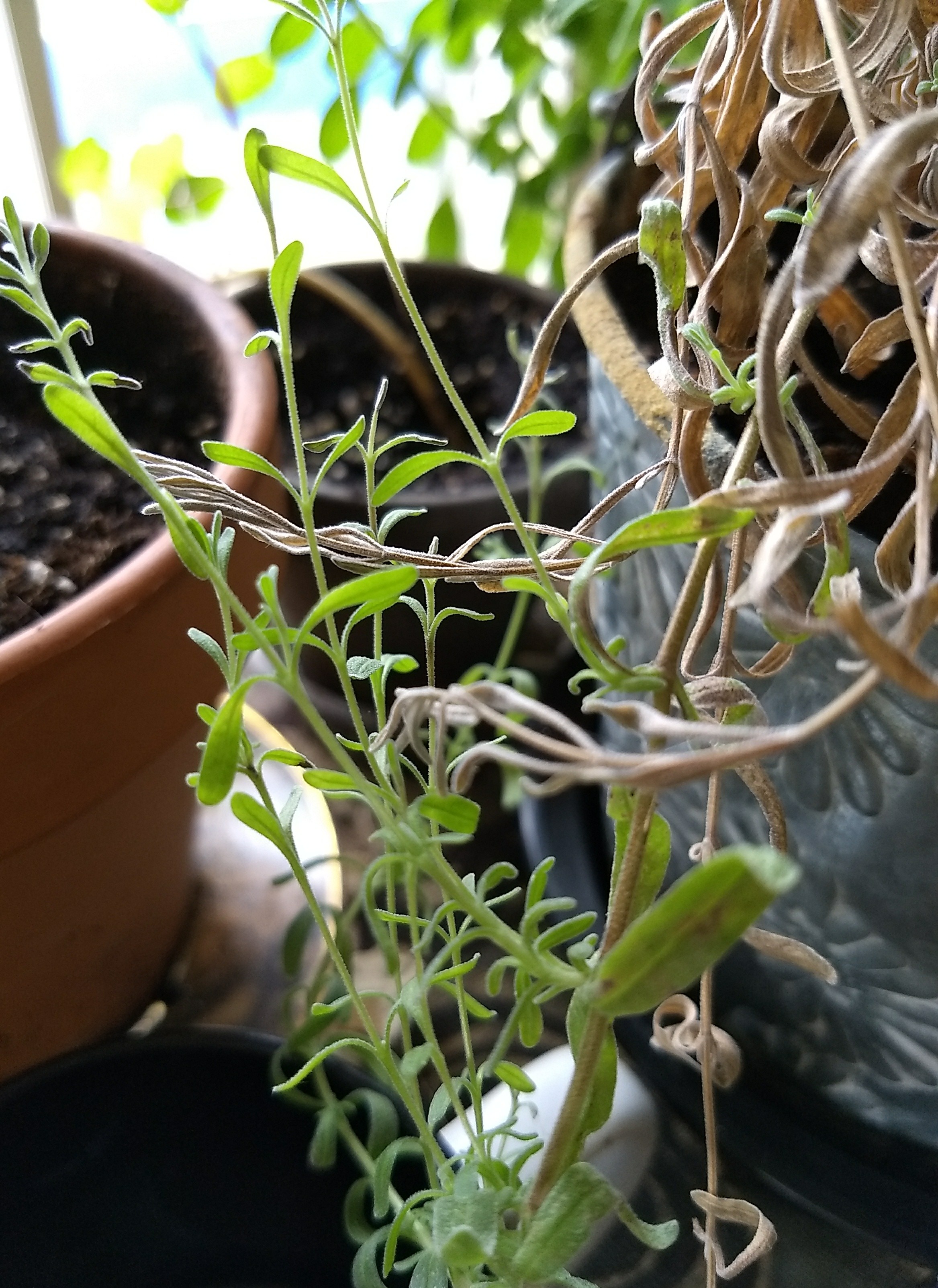 IMG_20171102_111432512-2