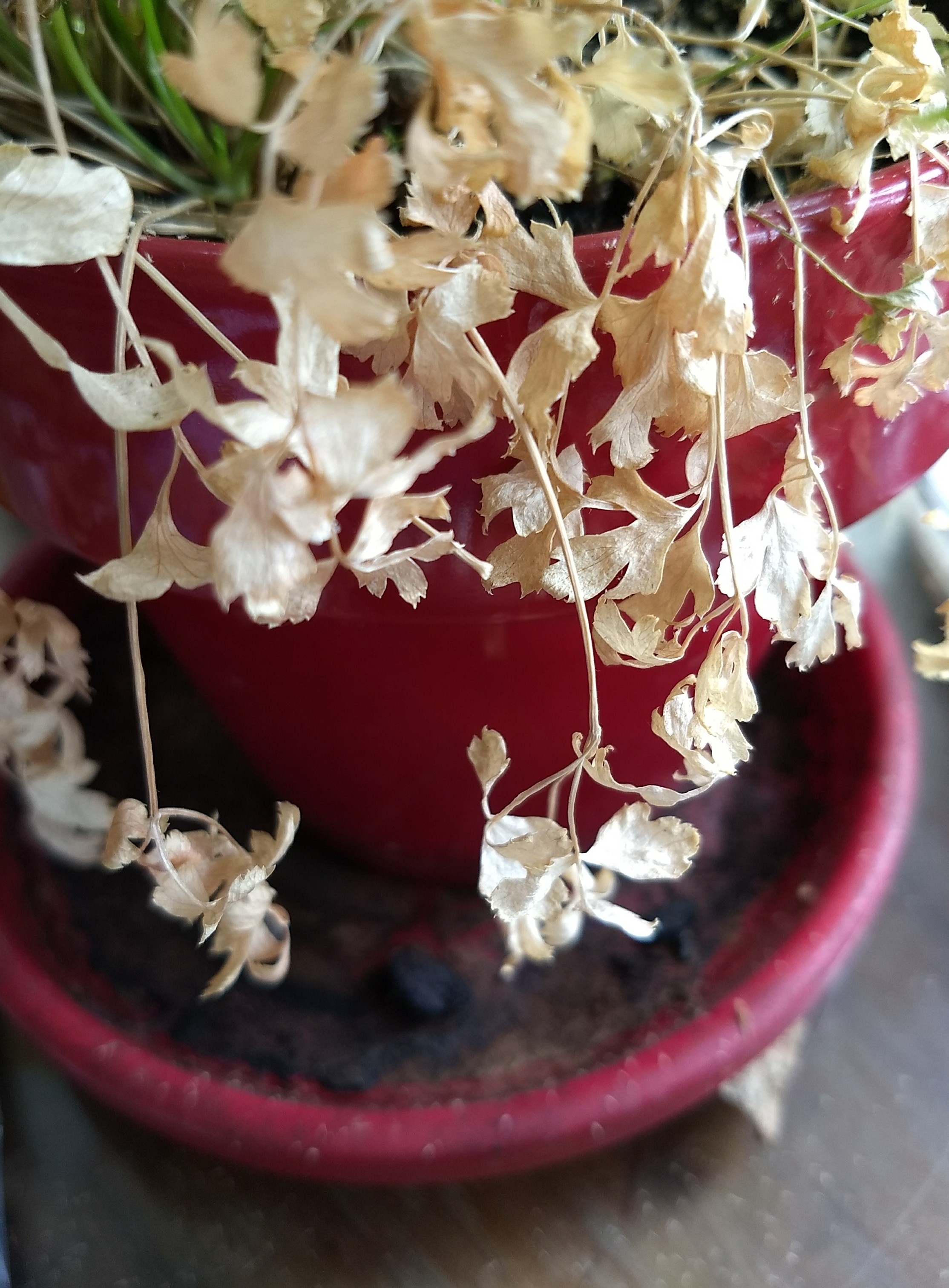 IMG_20171102_111738431-2