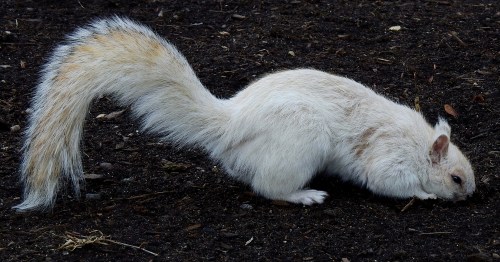 whitesquirrel1