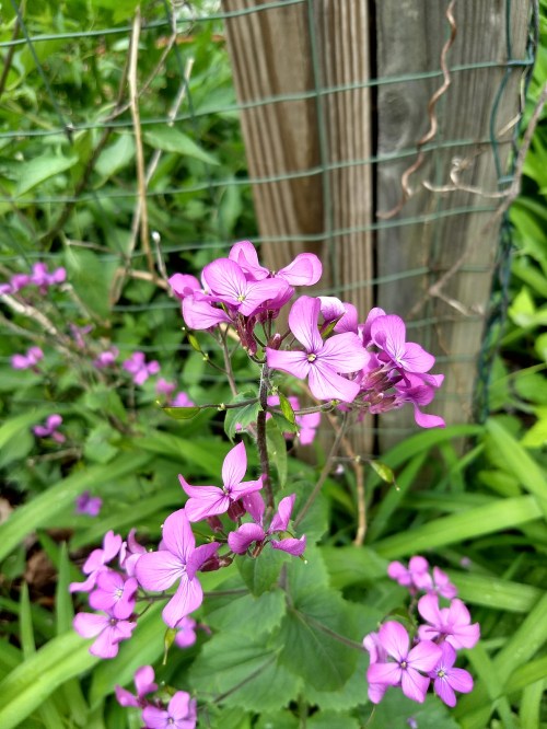 IMG_20180520_092440259_HDR