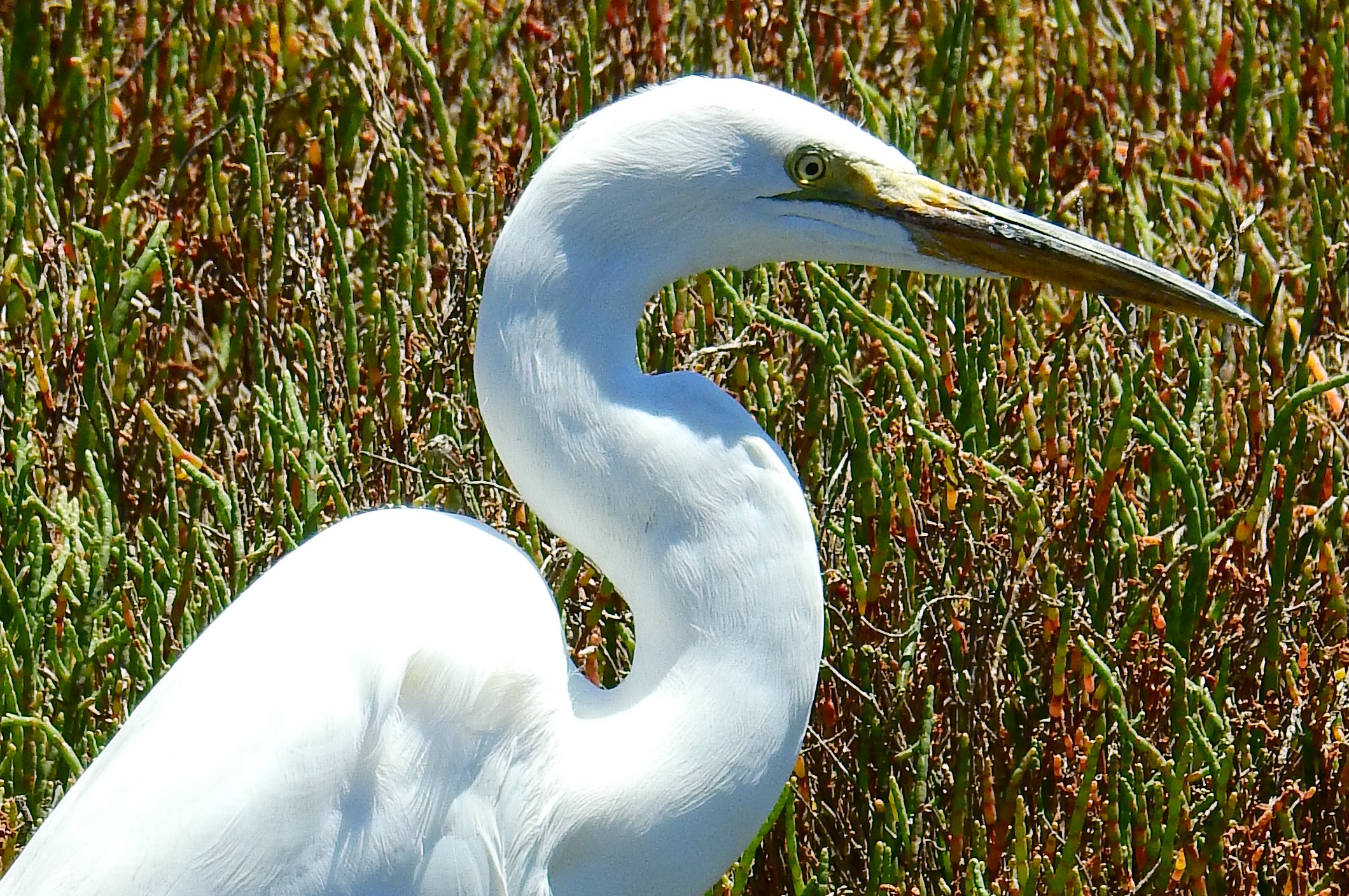 egretportrait2