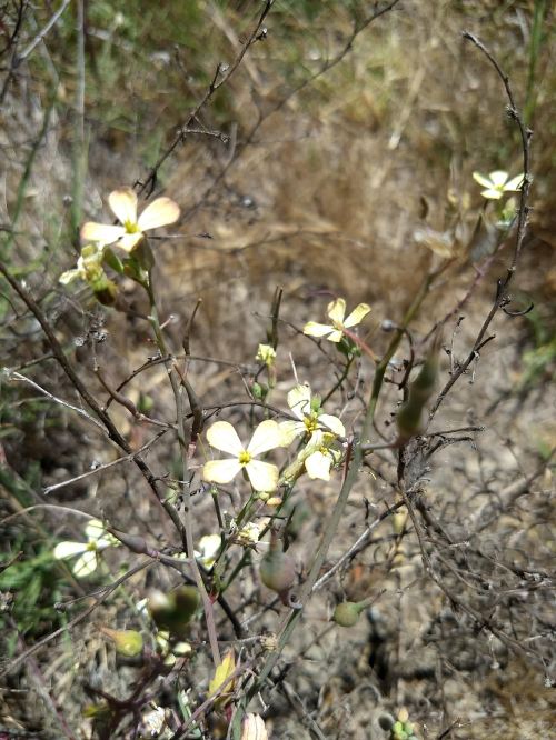 IMG_20180610_124958216