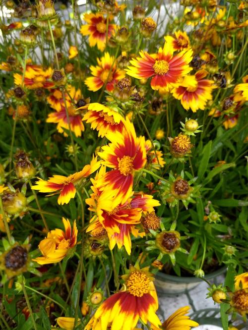 IMG_20180729_103308638