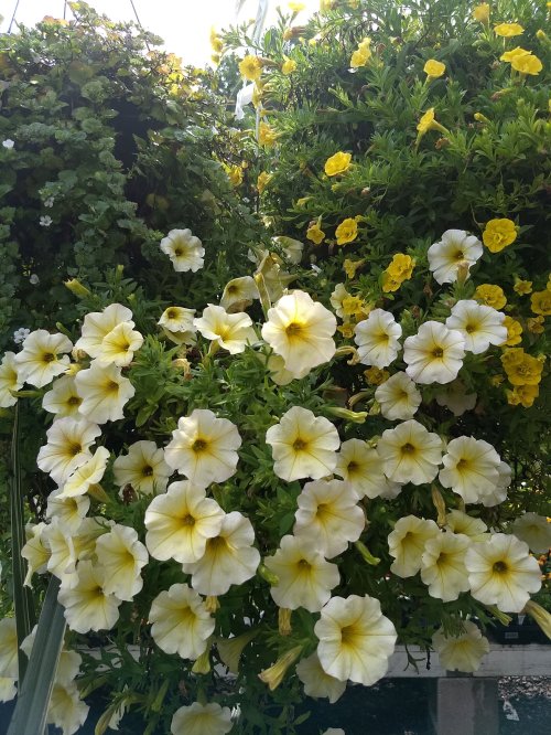 IMG_20180729_103653274