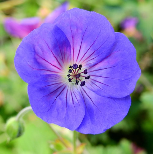 blueflower