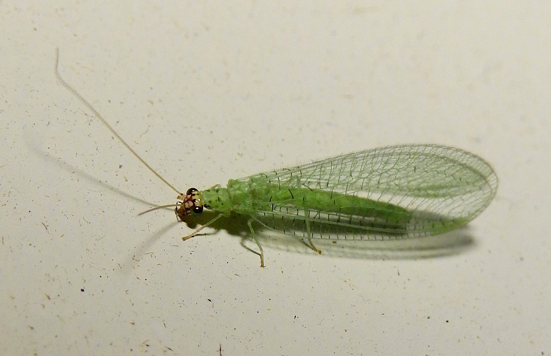 greenbug