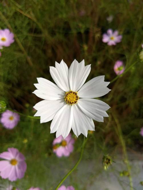 IMG_20180914_083249653