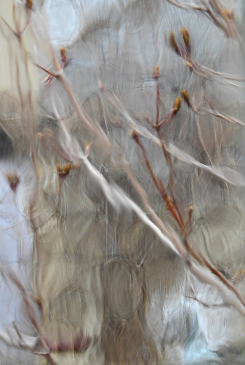 rippledglassbranches1