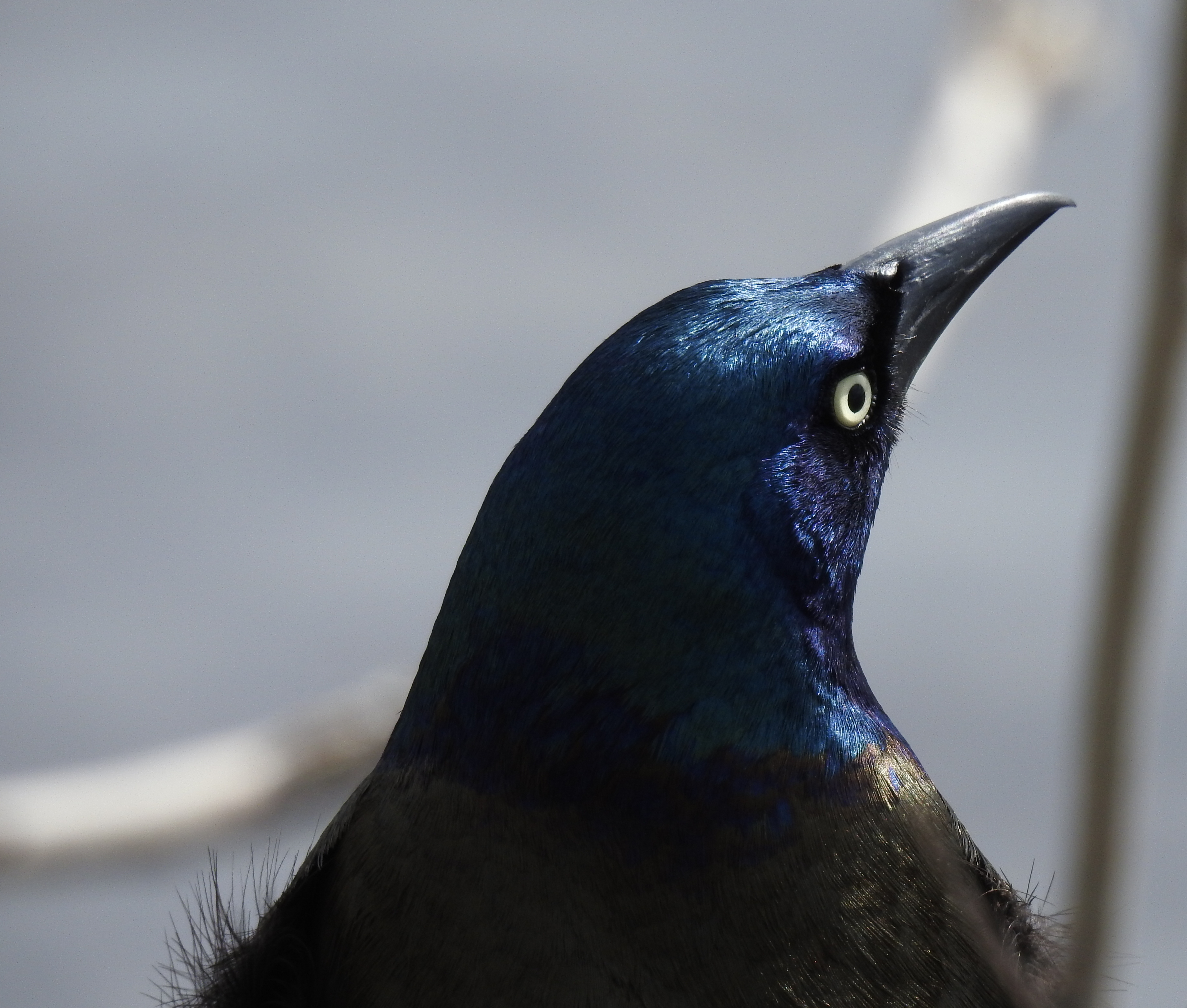 Charles River Grackle 2017