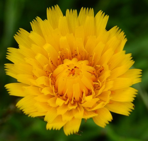 dandelion