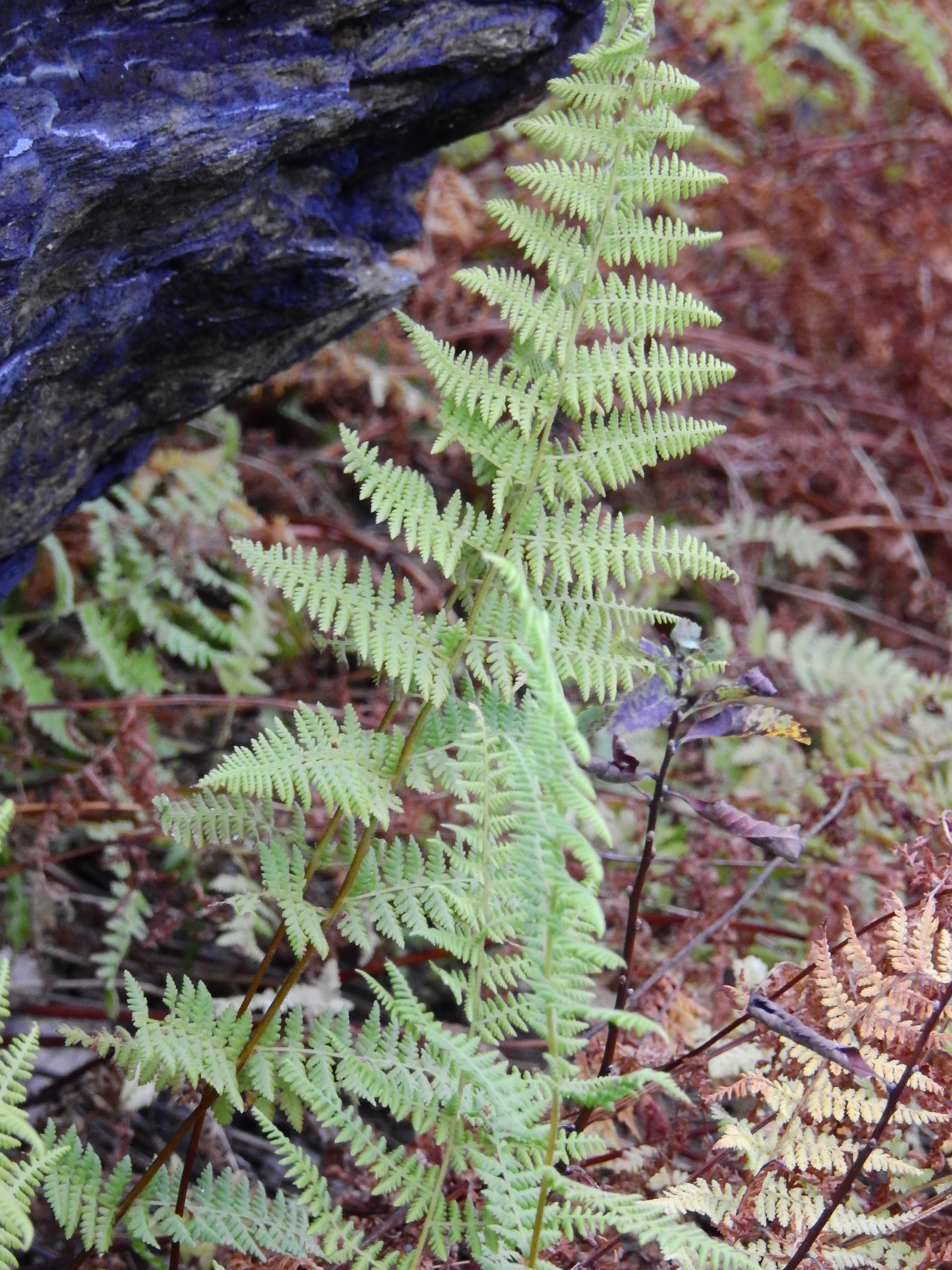 DSCN8946.JPG