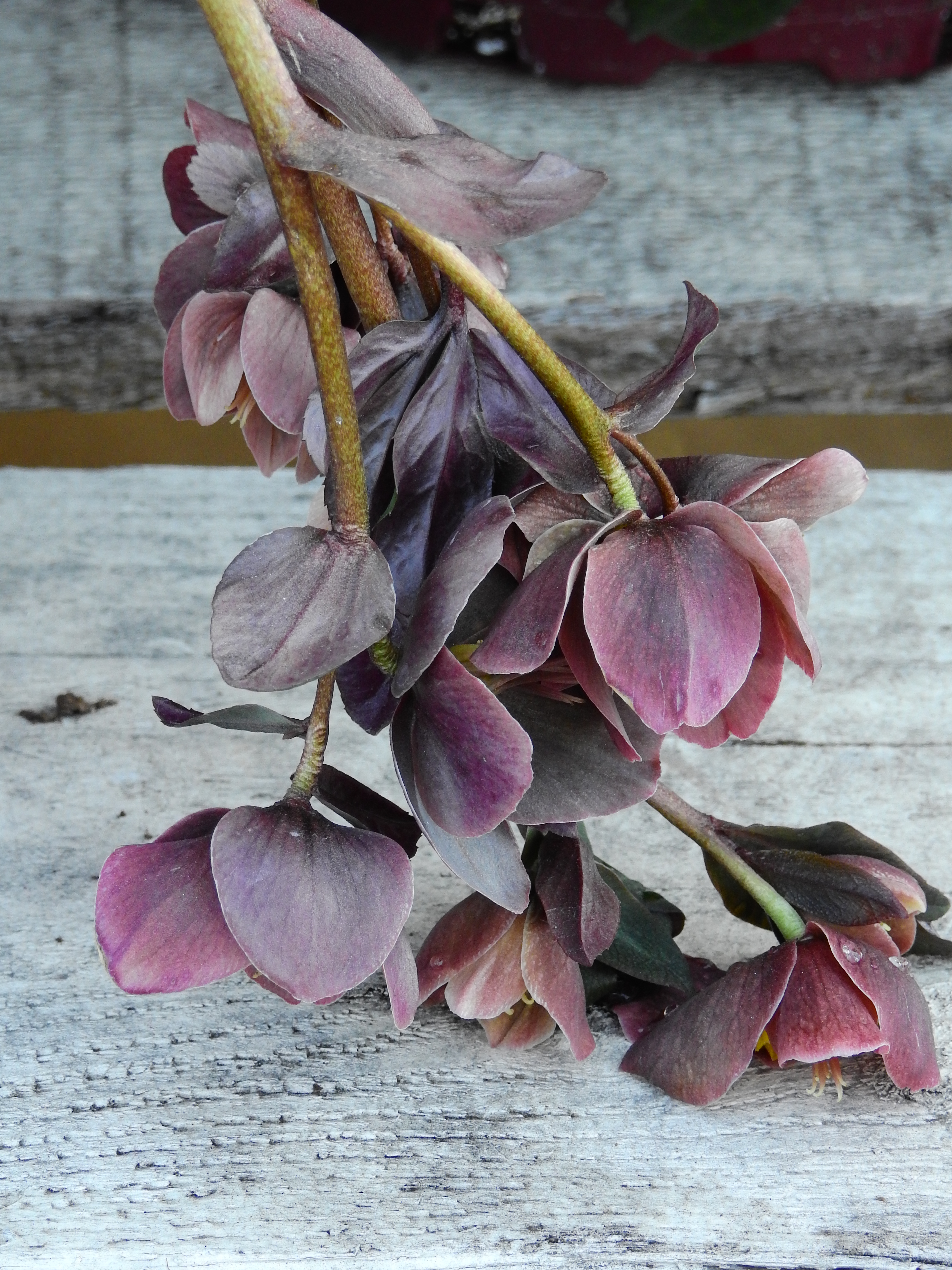 Halabore the hellebore | Words + Images