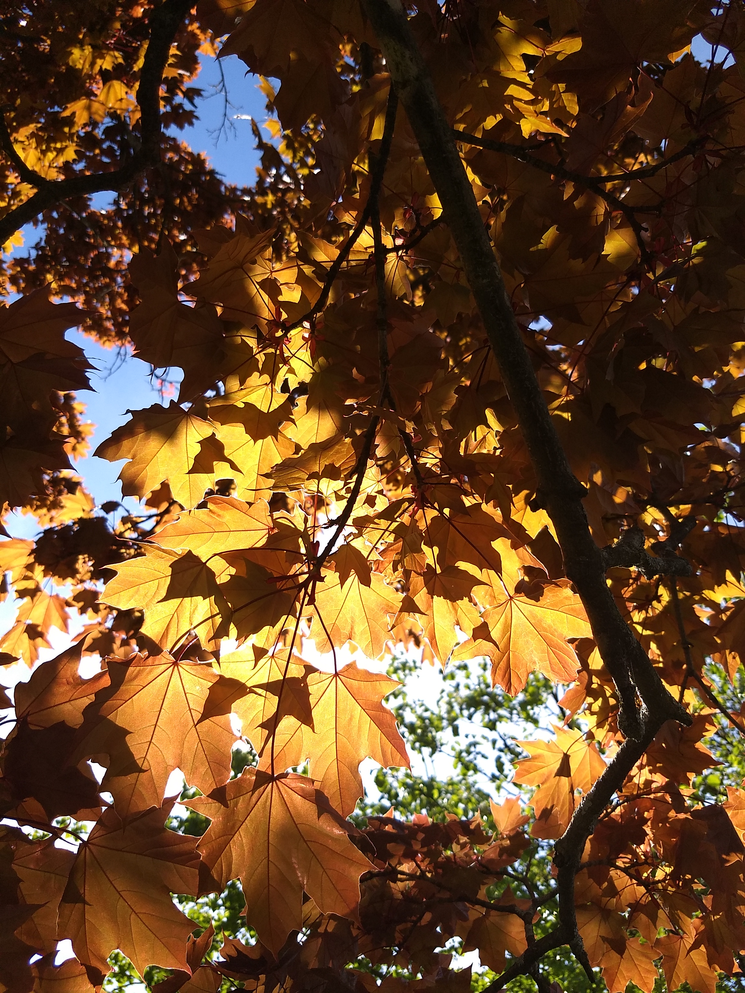 IMG_20200519_155536632