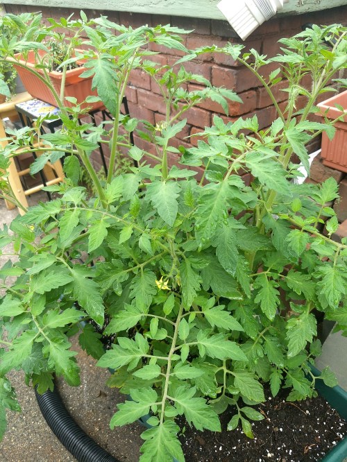 IMG_20200701_092949393