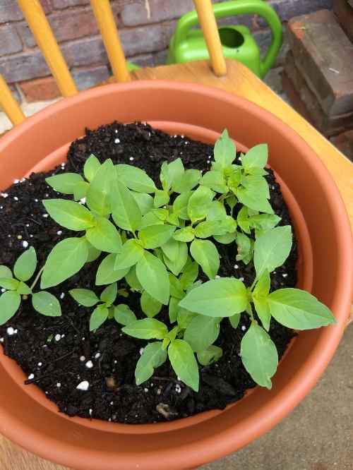 IMG_20200701_093115850