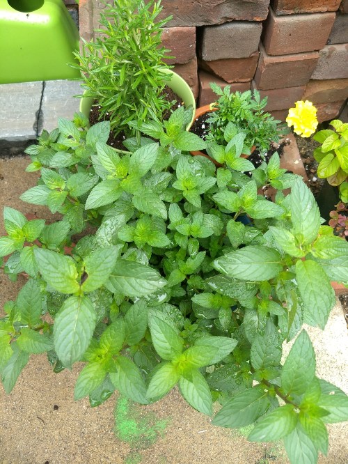 IMG_20200701_093121503