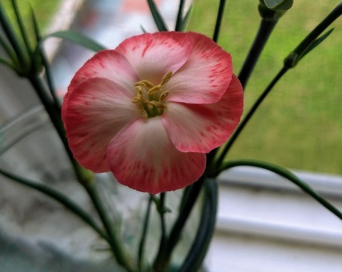 IMG_20200724_173145598~2