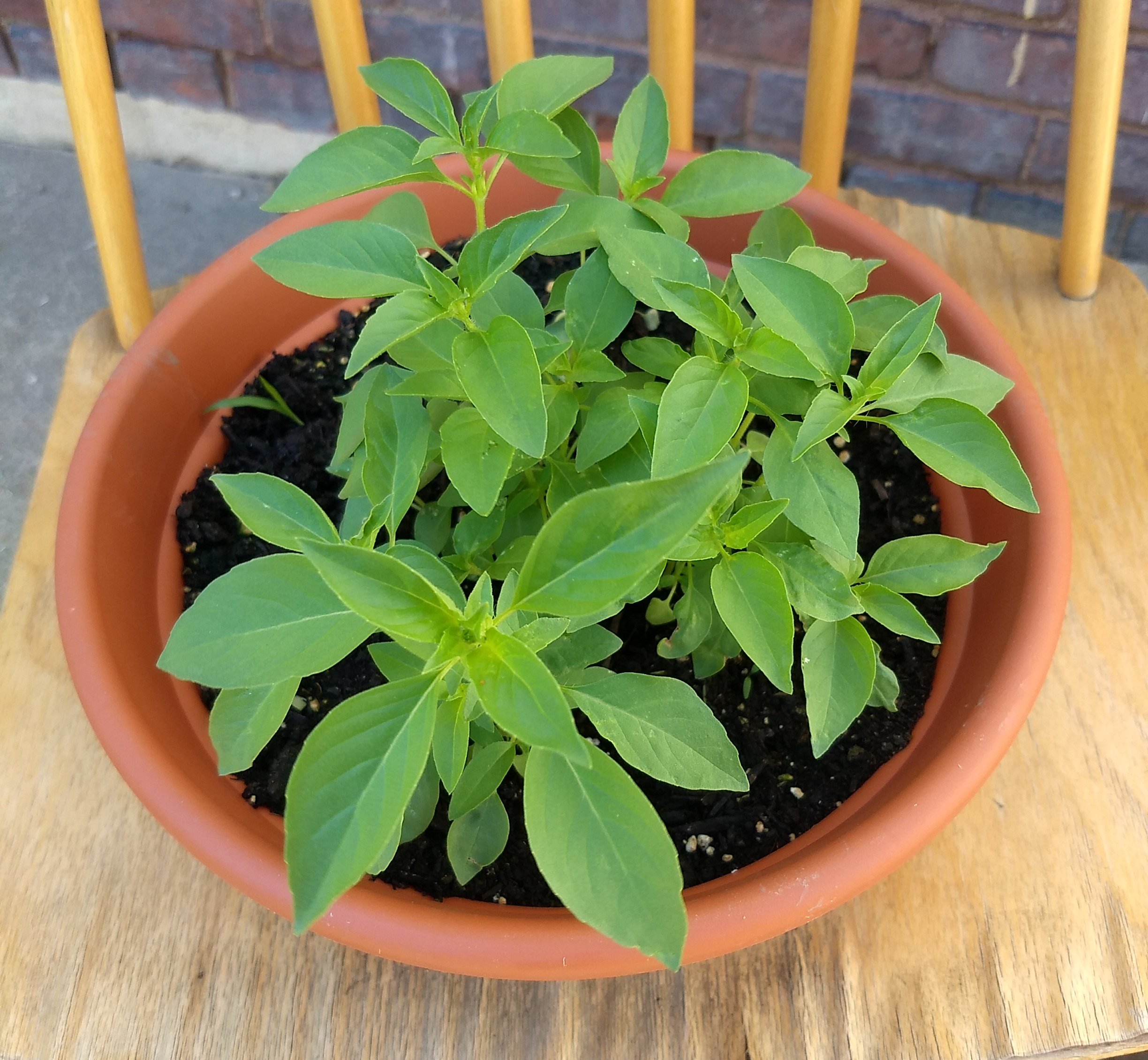 lemonbasil