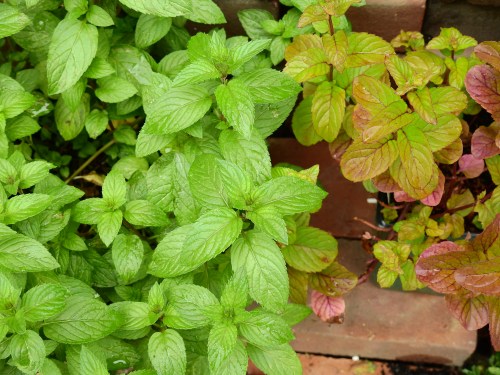 mints